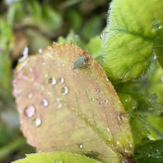 A blue-green aphid on a medic leaf.