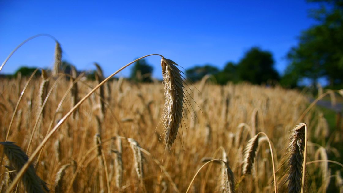 close up grain in field 