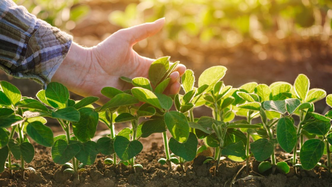 legumes in the field