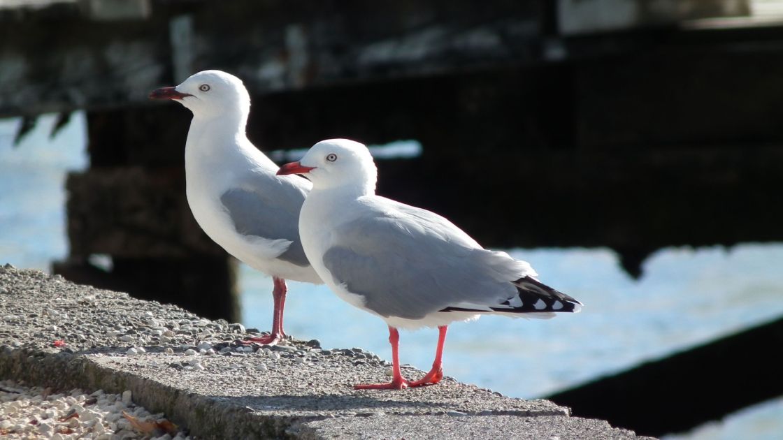 2 silver gulls standing next to each other
