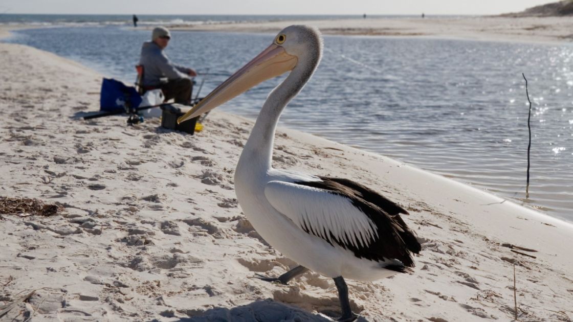 pelican standing on sand