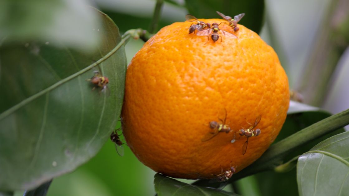 sterile Queensland fruit flys on an orange