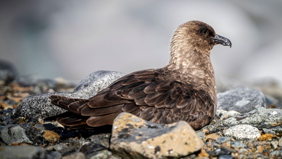 brown skua