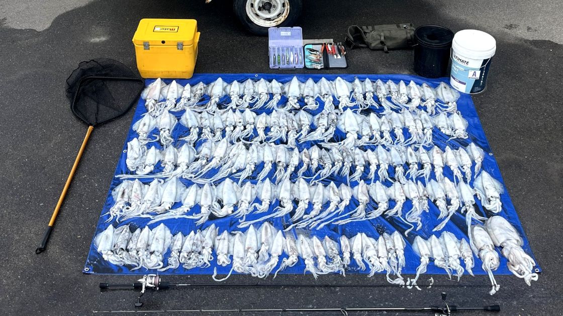 illegal squid catchment