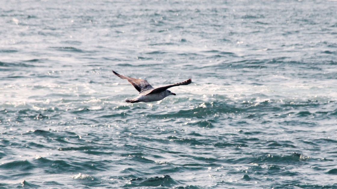 bird flying over water
