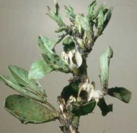 Cowpea aphid infestation on field bean tip