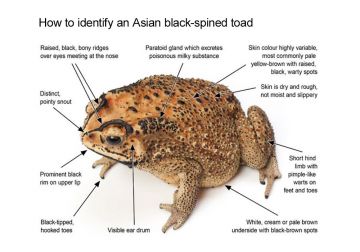 Asian black-spined toad (<i>Duttaphrynus melanostictus</i>) 
Source: Agriculture Victoria. Photograph by Jane Melville, Museum Victoria.