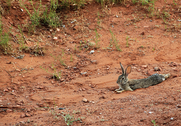 A wild rabbit lying on dirt