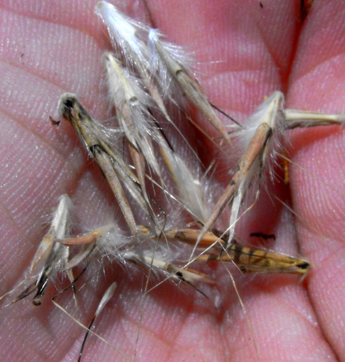 gamba_grass_3_-_Gamba_seed_-_modified.jpg
