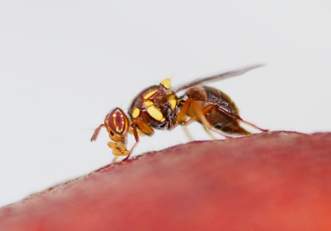 A Queensland fruit fly on fruit