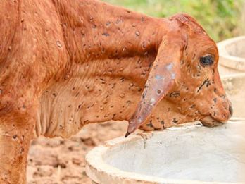 A cow after the scabs have fallen off, leaving large holes in the hide – photo: Department of Agriculture, Fisheries and Forestry, CC BY 4.0, agriculture.gov.au