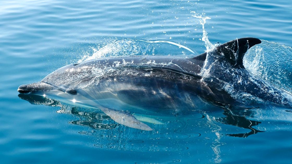 dolphin swimming in still water
