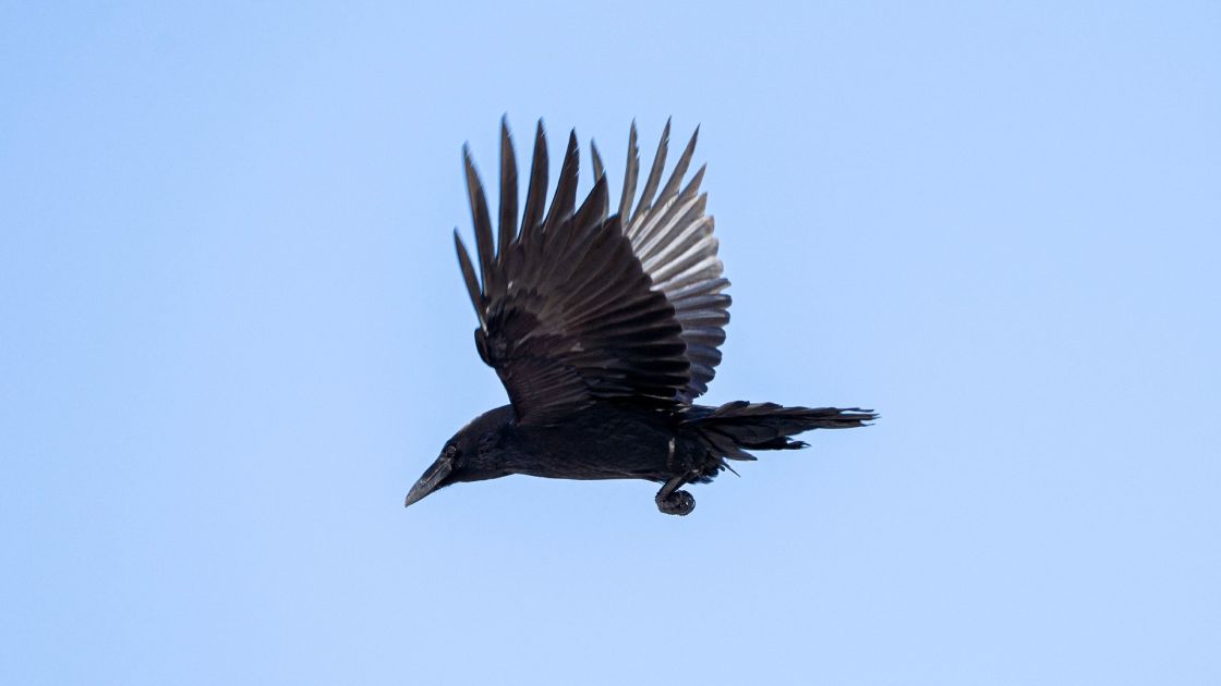 raven flying