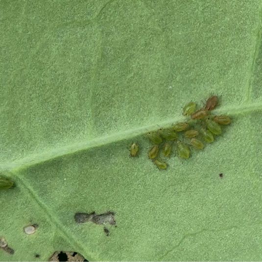 Green peach aphid nymphs showing colour variation on canola leaf.