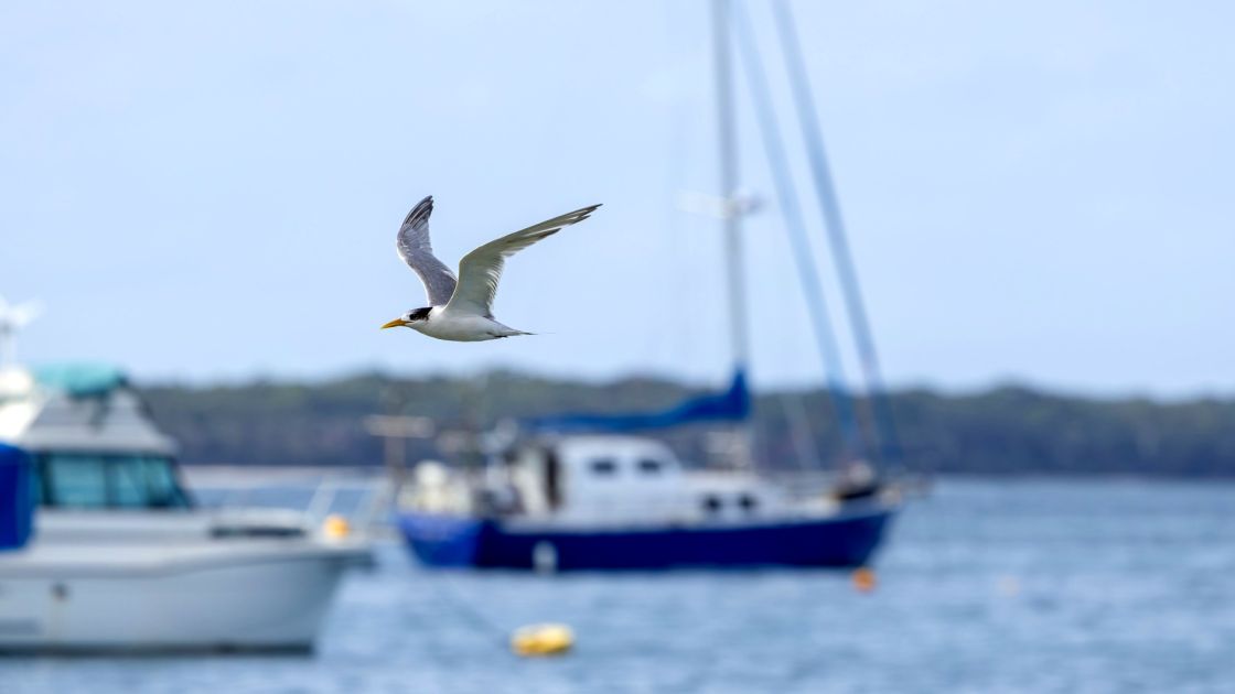 crested tern flying over water