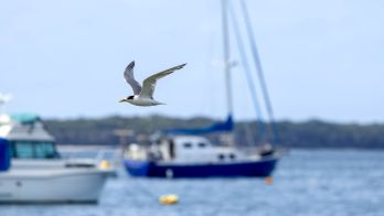H5 bird flu testing update 26 September