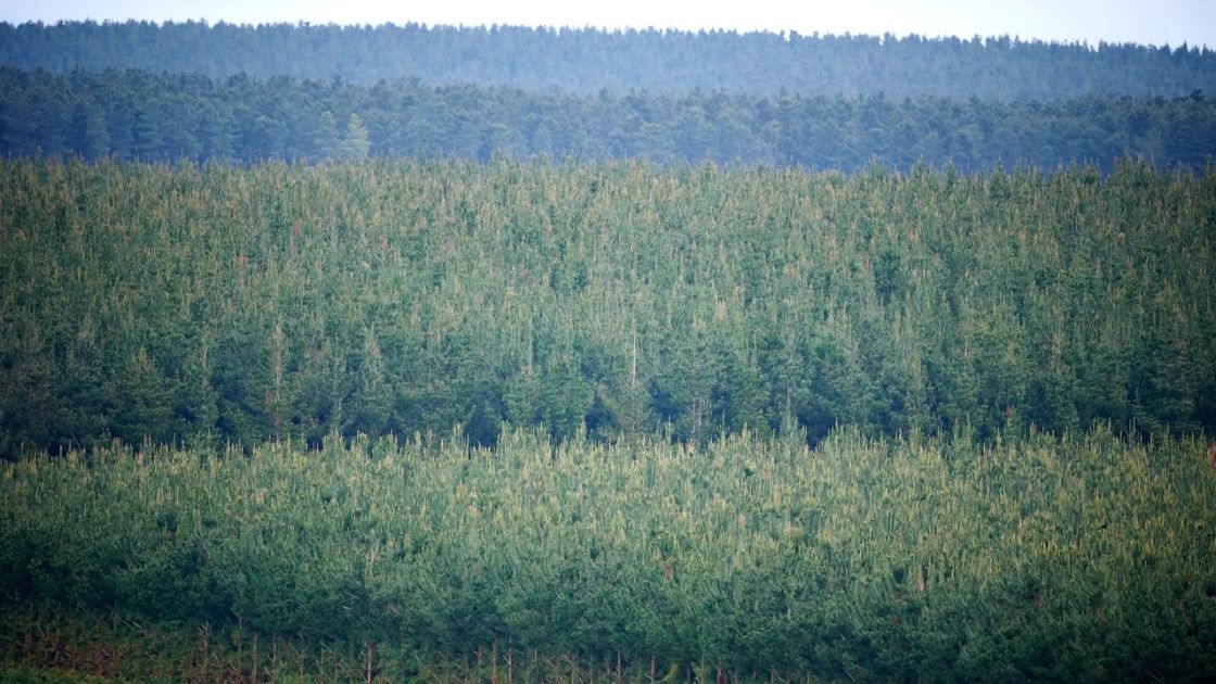 Pine plantation