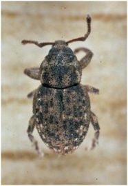 Polyphrades weevil from SARDI insect collection