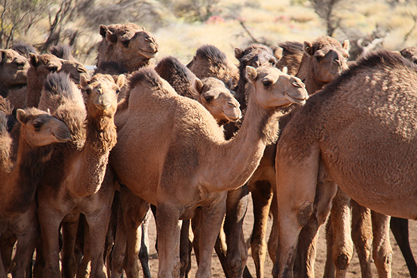 feral camels