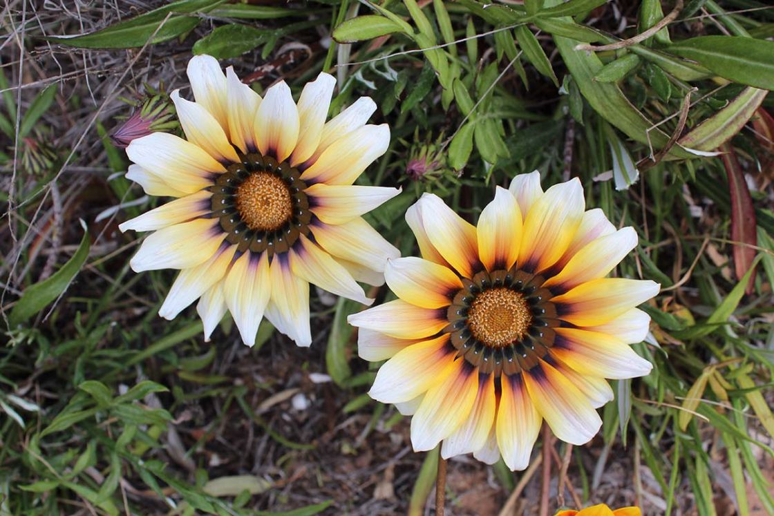 gazania_1_-_Gazania_-_closeup.jpg
