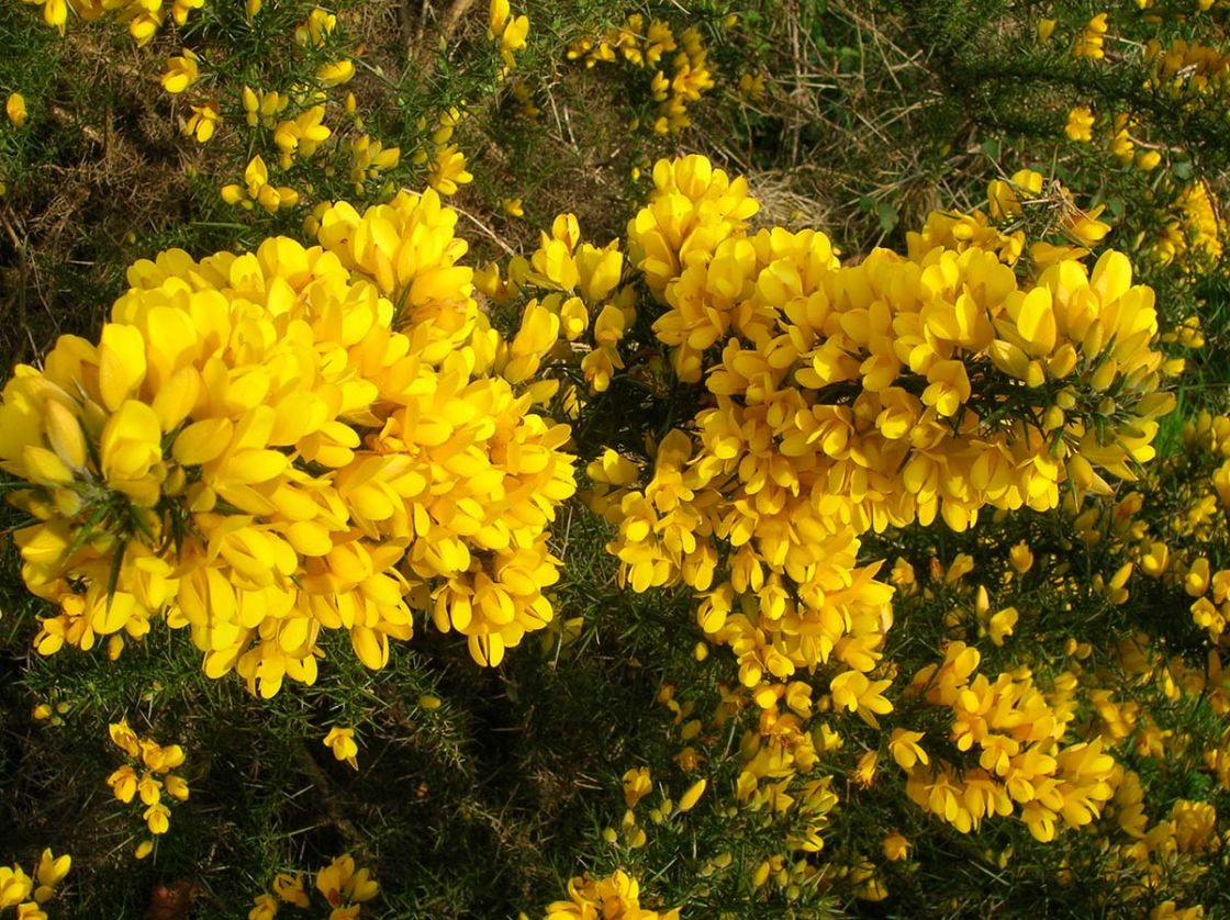 gorse_3_-_Whin_or_Gorse.jpg