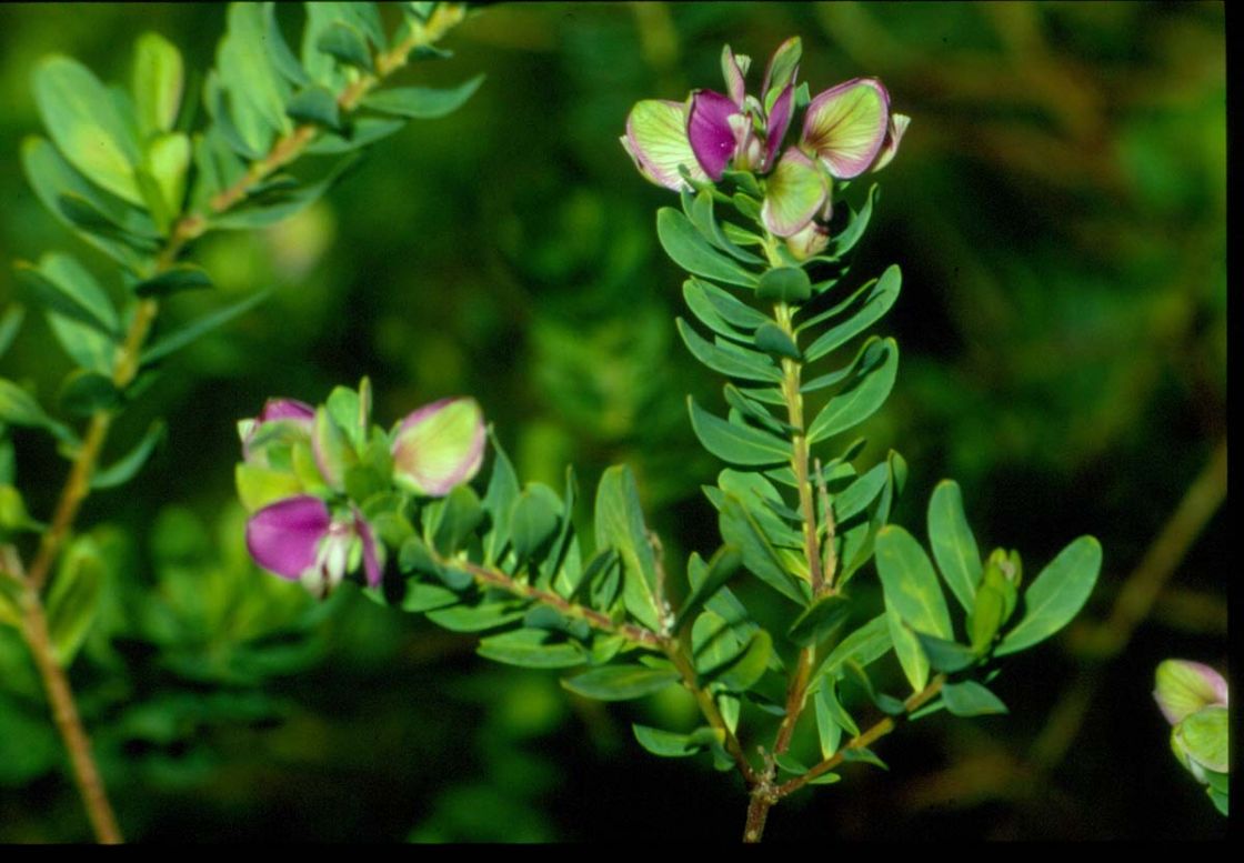 polygala_1_-_Biosec_-_polygala_.jpg