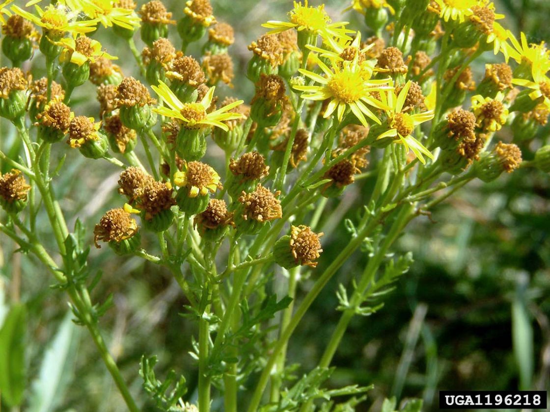 ragwort_1_-_ragwort_closeup.jpg