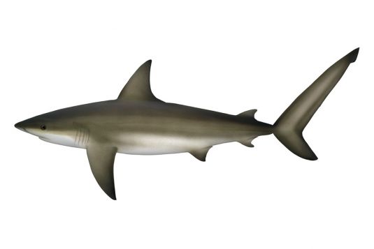 Bronze Whaler Shark