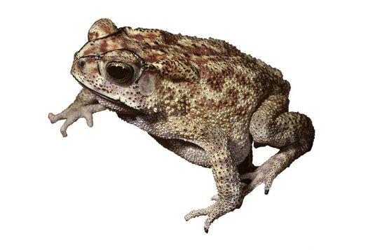 Asian black-spined toad