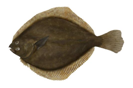 Flounder
