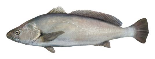 Mulloway