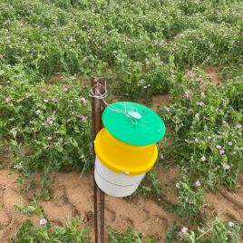 A pheromone bucket trap