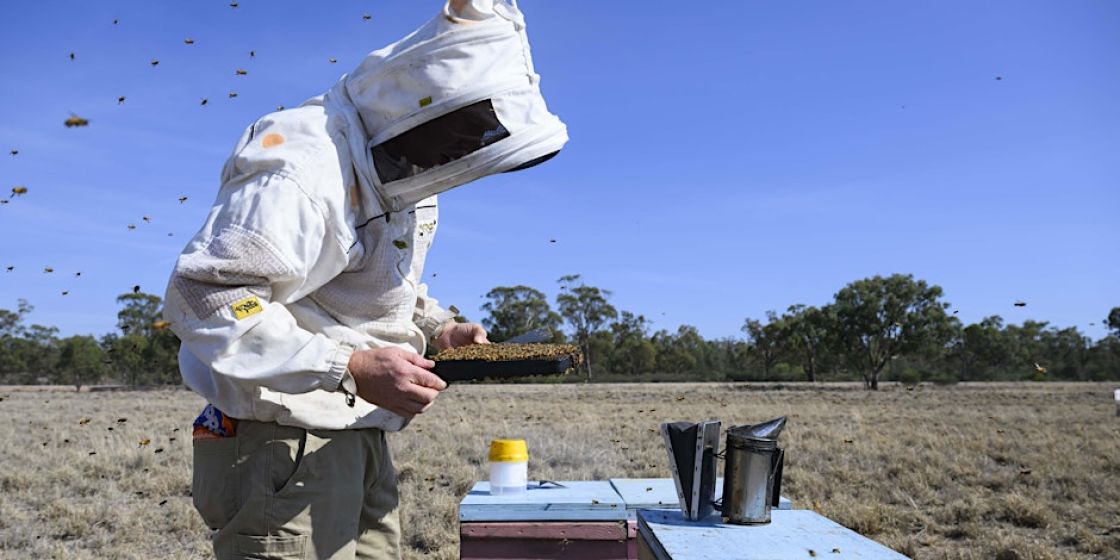 SA Varroa update and information webinar