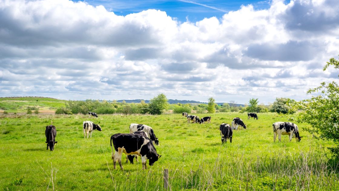 dairy cattle grazing in field