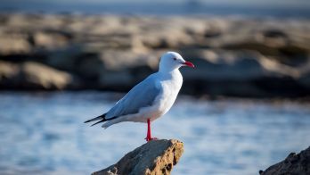 H5 bird flu testing update 2 August