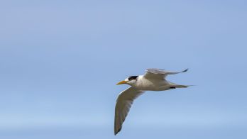 H5 bird flu testing update 19 August
