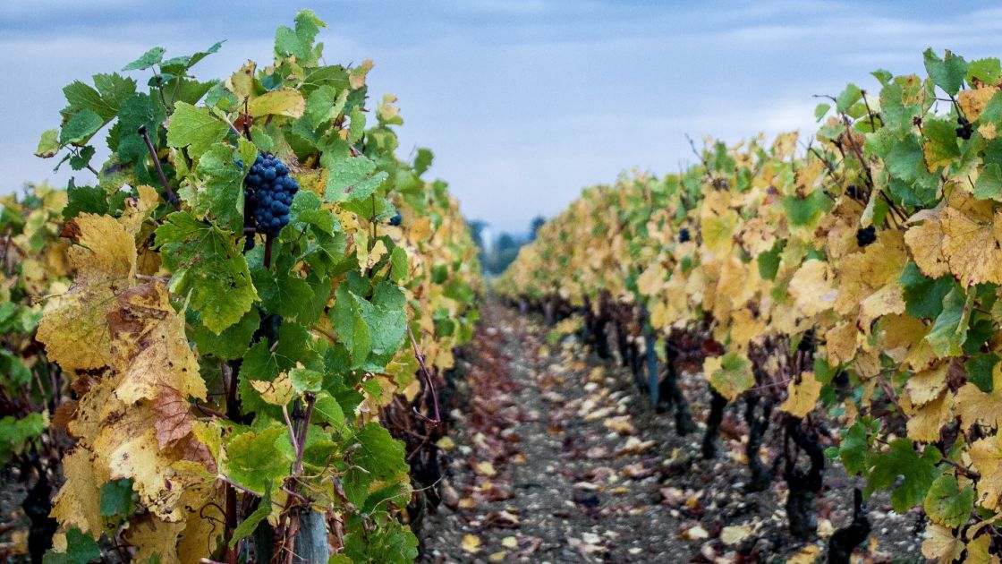 Grape vines in a vineyard