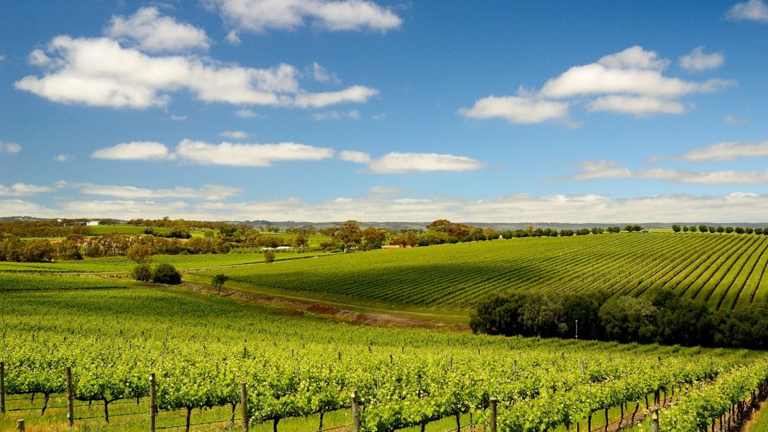 vineyard on hills