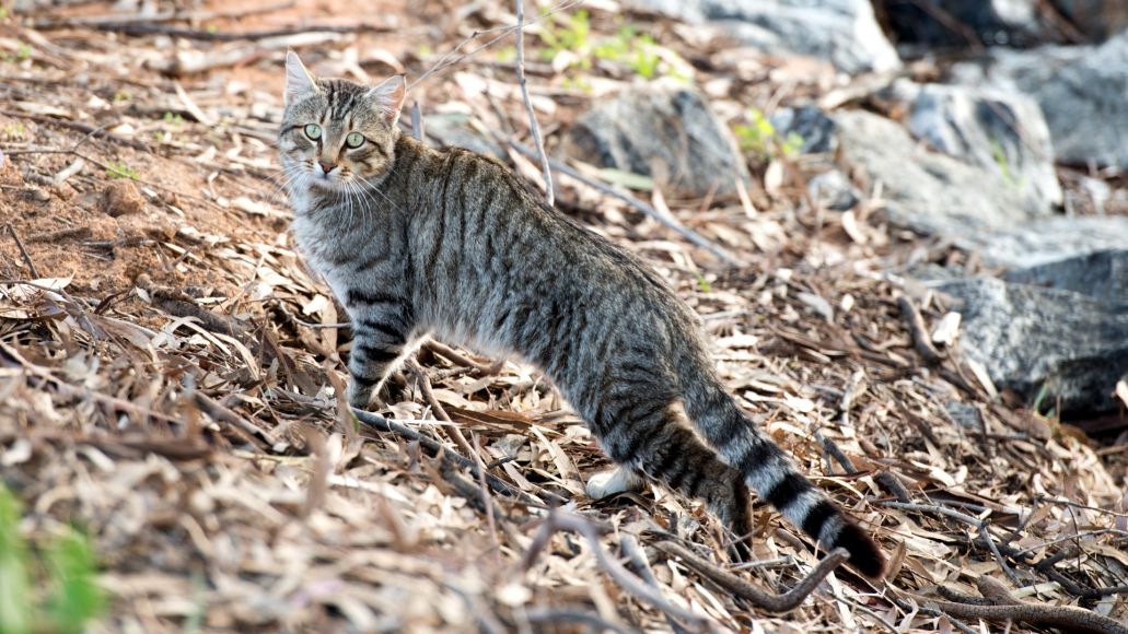 feral cat
