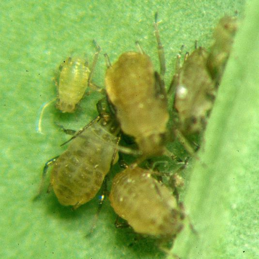 Turnip aphid