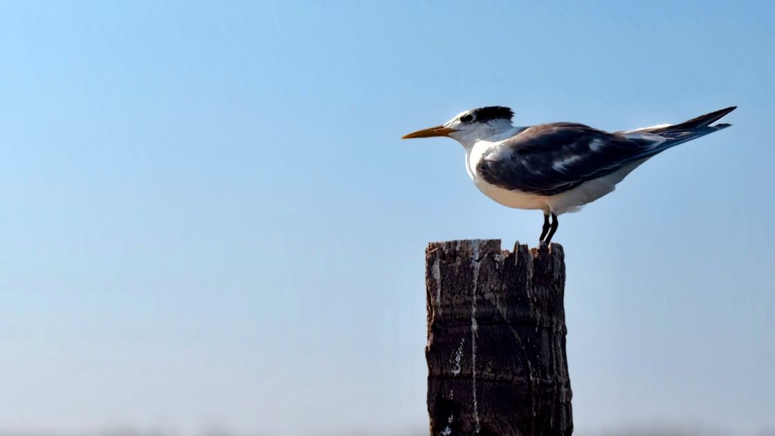 Greater crested tern standing on a pier