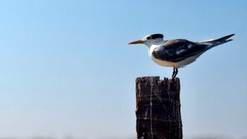 H5 bird flu testing update 9 September