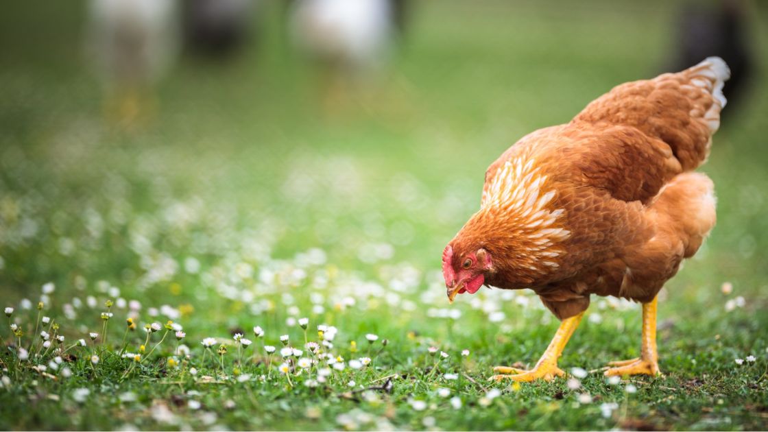 backyard chickens