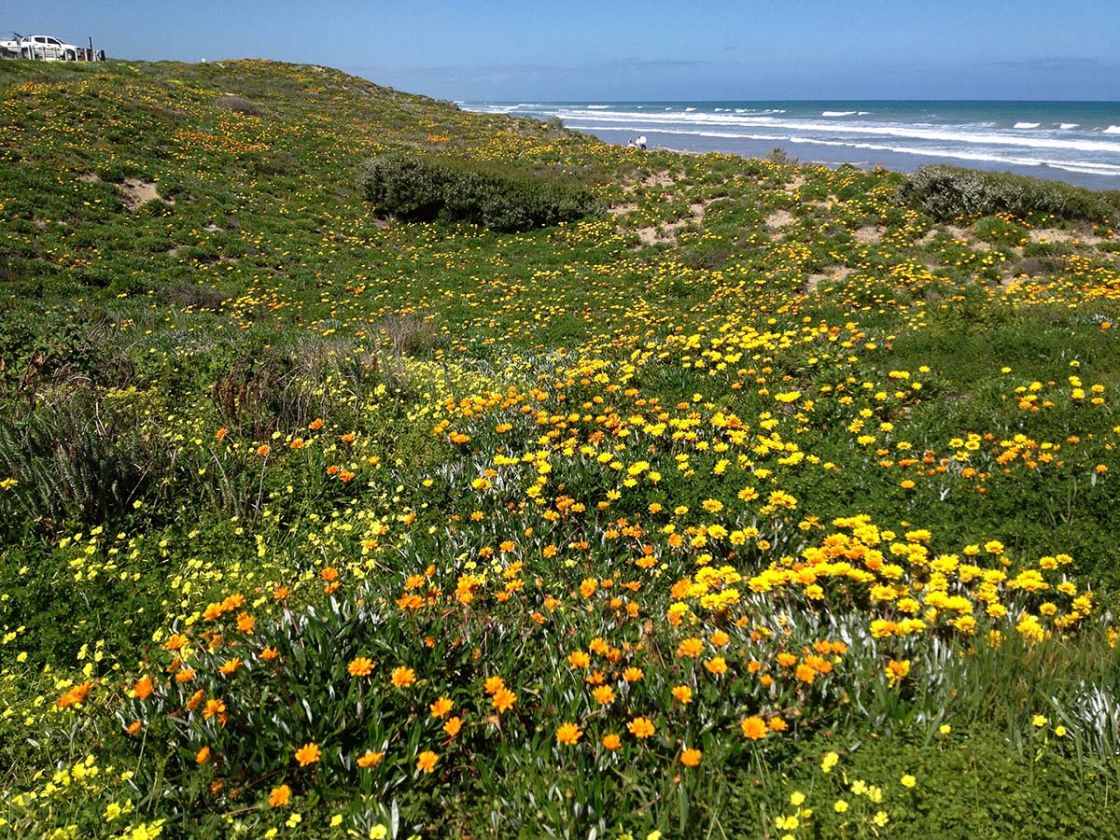 gazania_2_-_Gazania_-_habitat.jpg