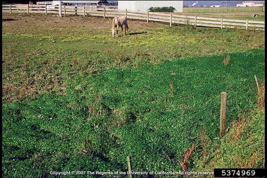 hydrocotyle_1_-_hydrocotyle_infestation.jpg