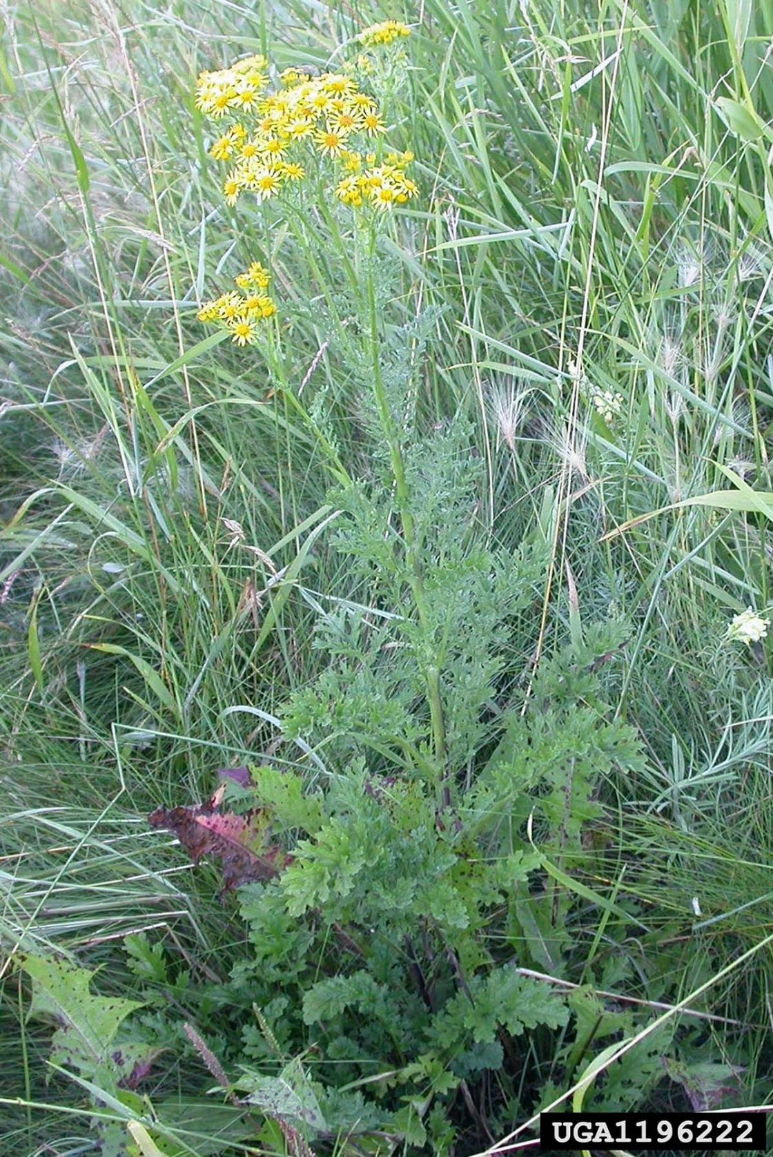 ragwort_2_-_ragwort_plant.jpg