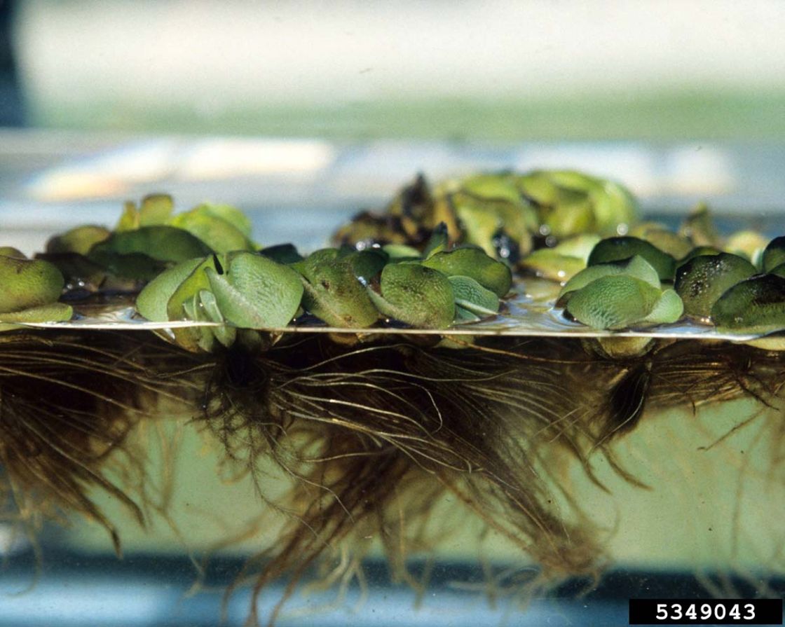 salvinia_1_-_5349043.jpg