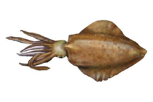 Southern Calamari – Squid