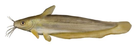 Catfish – Hyrtl's, Silver Tandan