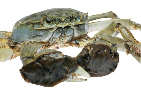 Chinese mitten crab